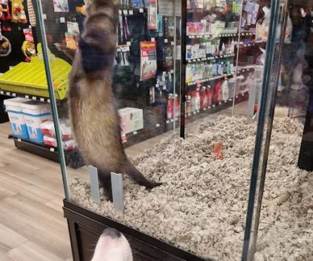 Pet Supermarket