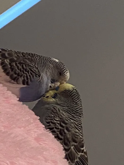 Pet Supermarket Picture 5