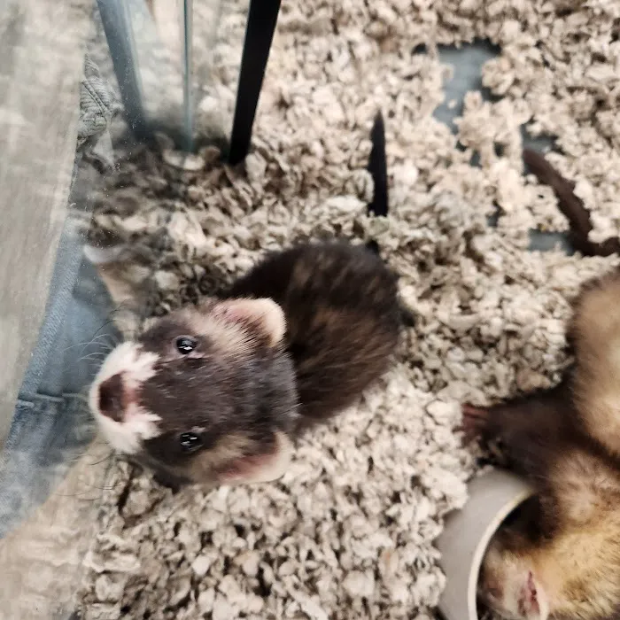 Pet Supermarket Picture 6