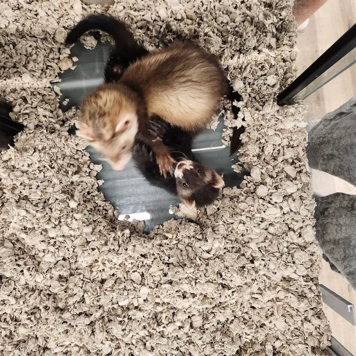 Pet Supermarket Picture 10