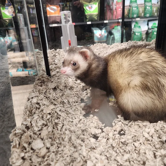 Pet Supermarket Picture 9