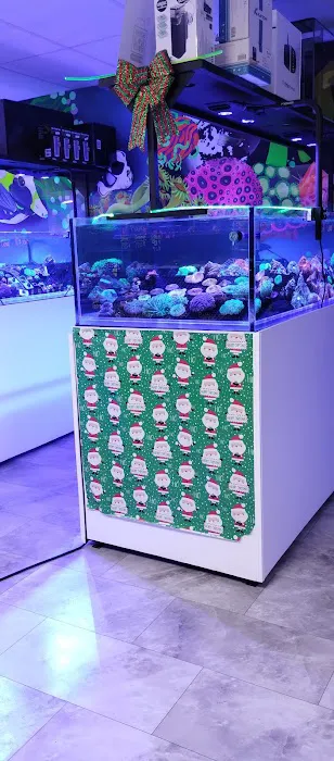 Koral King Picture 1