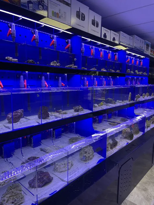 Koral King Picture 2