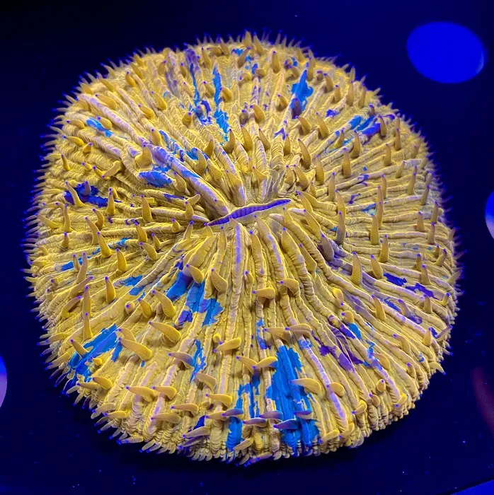 Koral King Picture 9