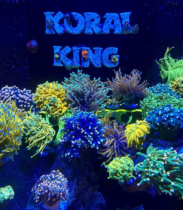 Koral King Picture 3