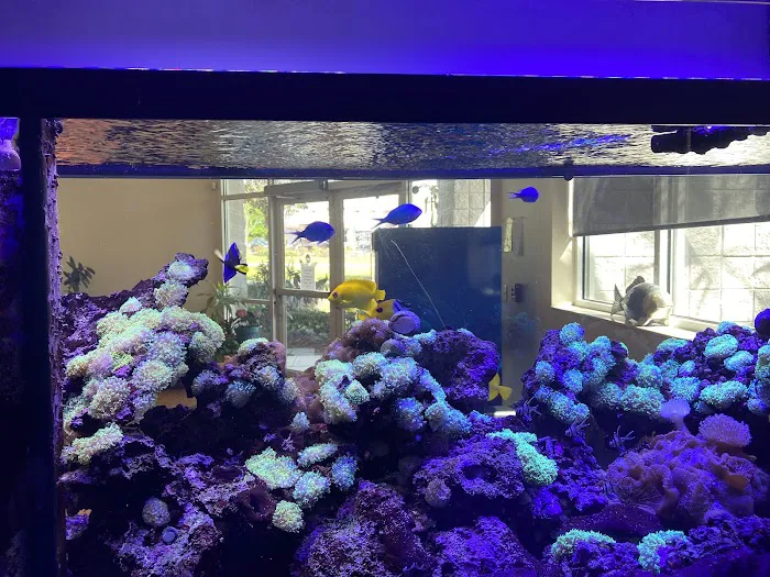 Koral King Picture 6