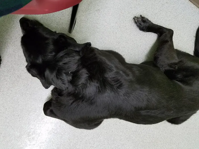 Hamilton Veterinary Hospital: Schotland Wendy DVM Picture 2