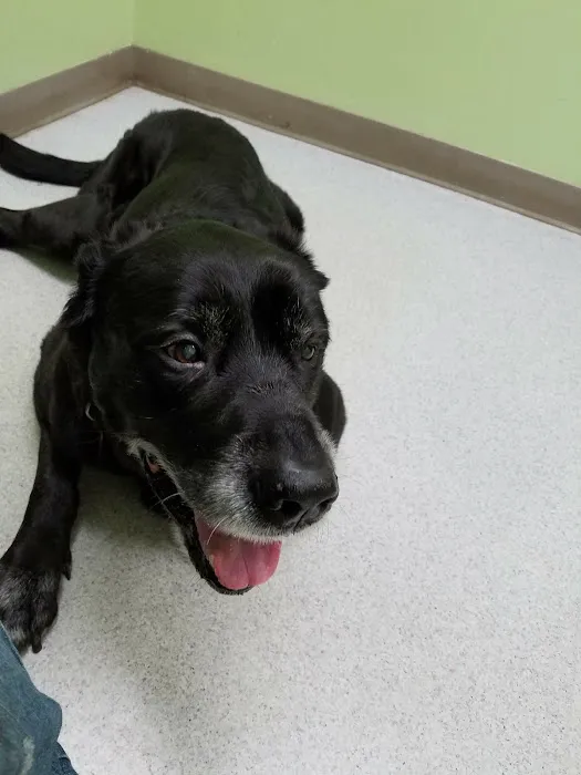 Hamilton Veterinary Hospital: Schotland Wendy DVM Picture 1