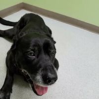 Hamilton Veterinary Hospital: Schotland Wendy DVM ico