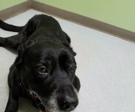 Hamilton Veterinary Hospital: Schotland Wendy DVM