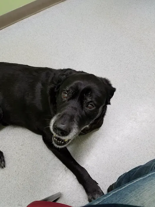 Hamilton Veterinary Hospital: Schotland Wendy DVM Picture 3