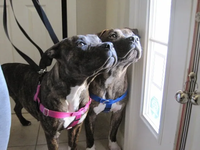 Stony Brook Home Veterinary Care Picture 1