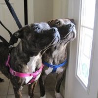 Stony Brook Home Veterinary Care ico