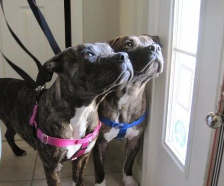 Stony Brook Home Veterinary Care