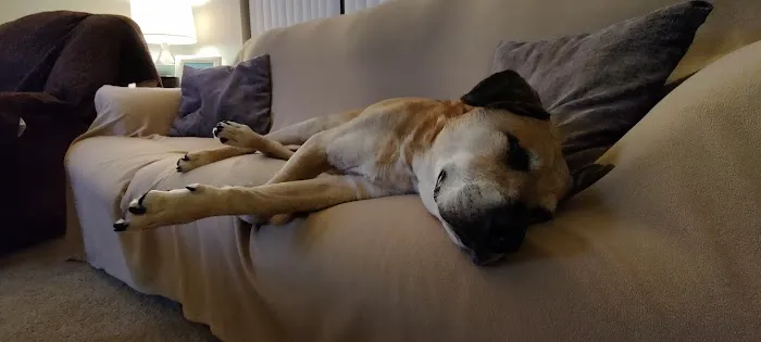 Stony Brook Home Veterinary Care Picture 3