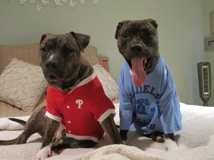 Stony Brook Home Veterinary Care Picture 2