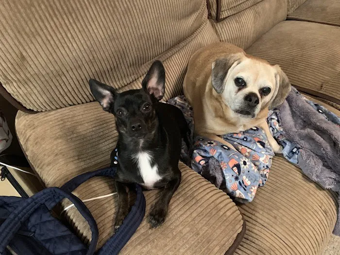 Chesterfield Veterinary Clinic Picture 1