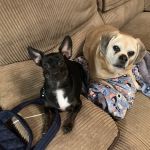 Chesterfield Veterinary Clinic