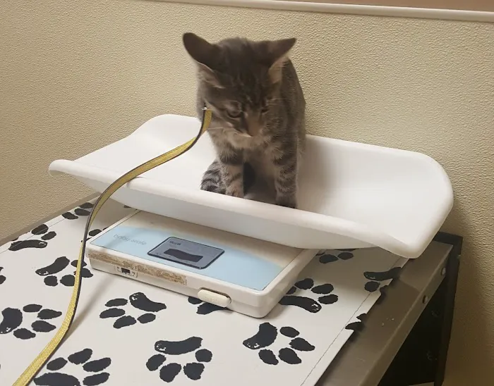 Chesterfield Veterinary Clinic Picture 8