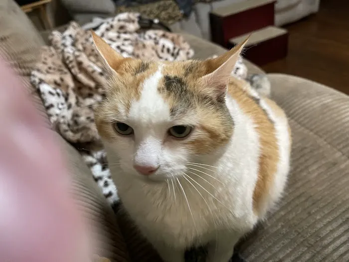 Chesterfield Veterinary Clinic Picture 7