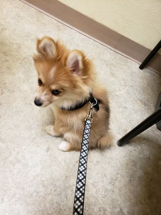 Chesterfield Veterinary Clinic Picture 6