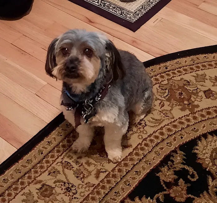 Chesterfield Veterinary Clinic Picture 9