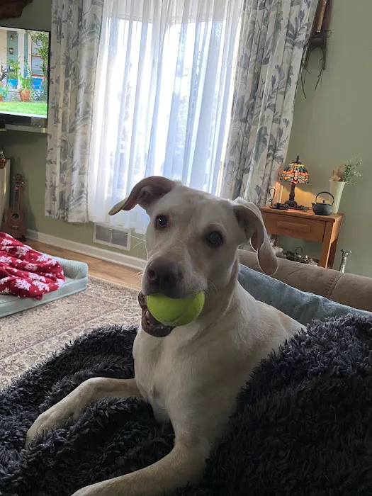 Chesterfield Veterinary Clinic Picture 3