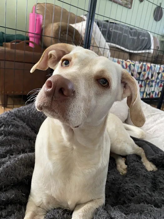 Chesterfield Veterinary Clinic Picture 4