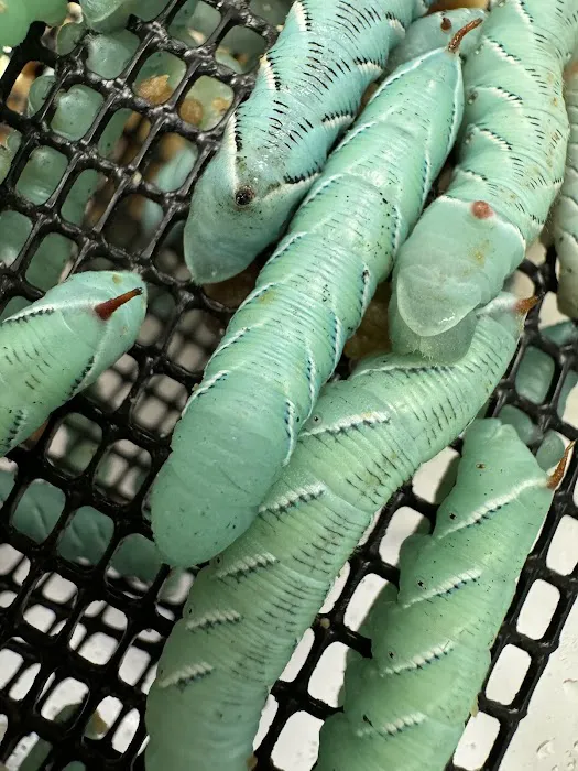 Florida Man Reptiles Picture 4