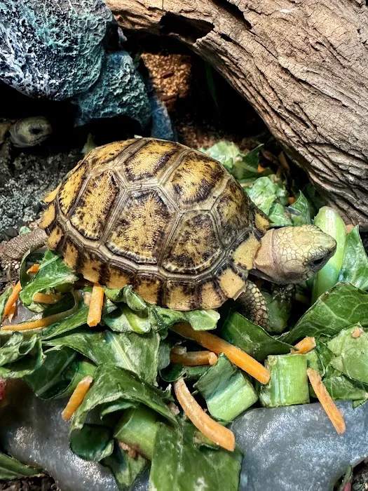 Florida Man Reptiles Picture 5