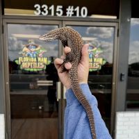 Florida Man Reptiles ico