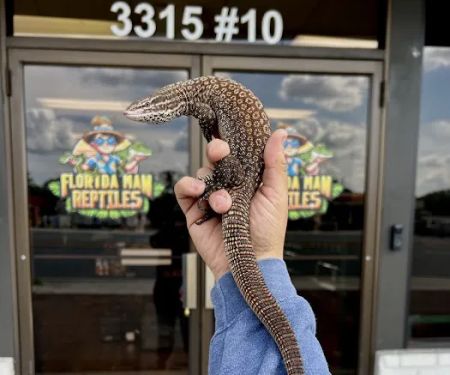 Florida Man Reptiles