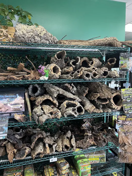 Florida Man Reptiles Picture 9