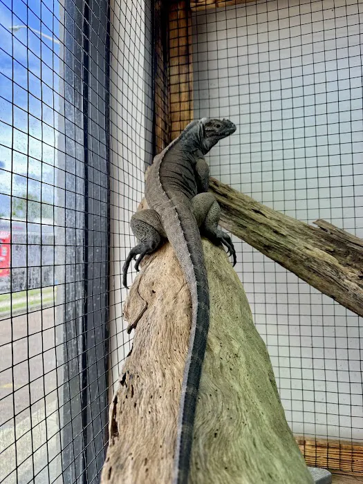 Florida Man Reptiles Picture 3