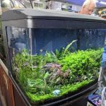 Aquatropics