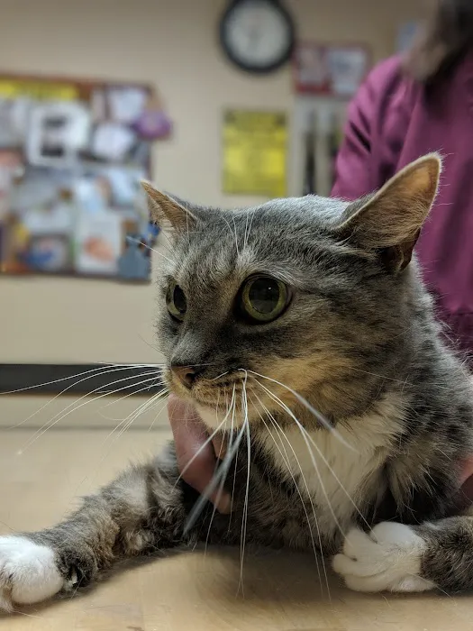 Dickinson McNeill Veterinary Clinic Picture 6