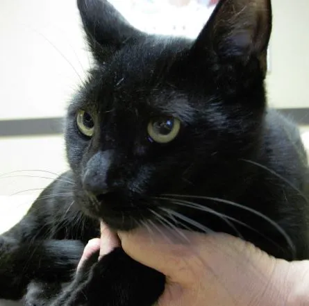 Dickinson McNeill Veterinary Clinic Picture 7