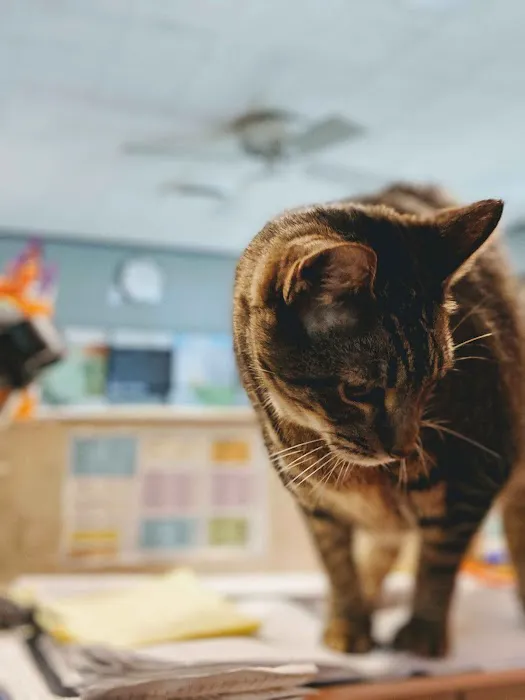 Dickinson McNeill Veterinary Clinic Picture 3