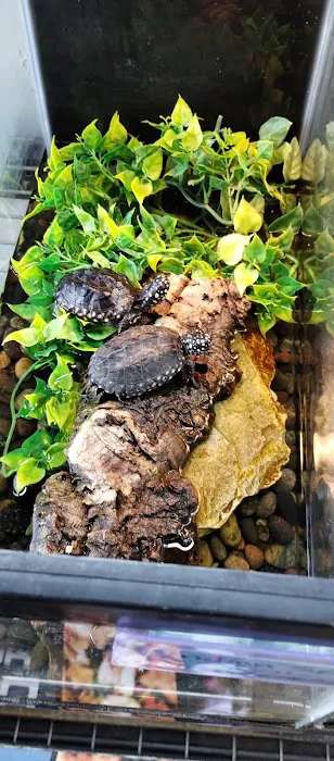 Aqua tropics Reptile Picture 6