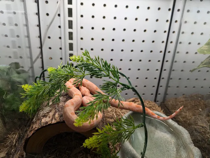 Aqua tropics Reptile Picture 4