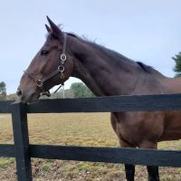 East Coast Equine Performance, LLC ico
