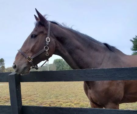 East Coast Equine Performance, LLC