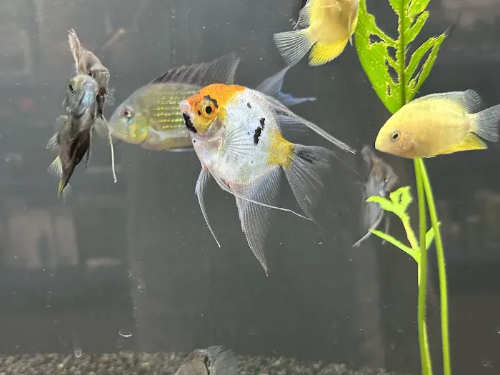 Heeeere Fishy Fishy Picture 5