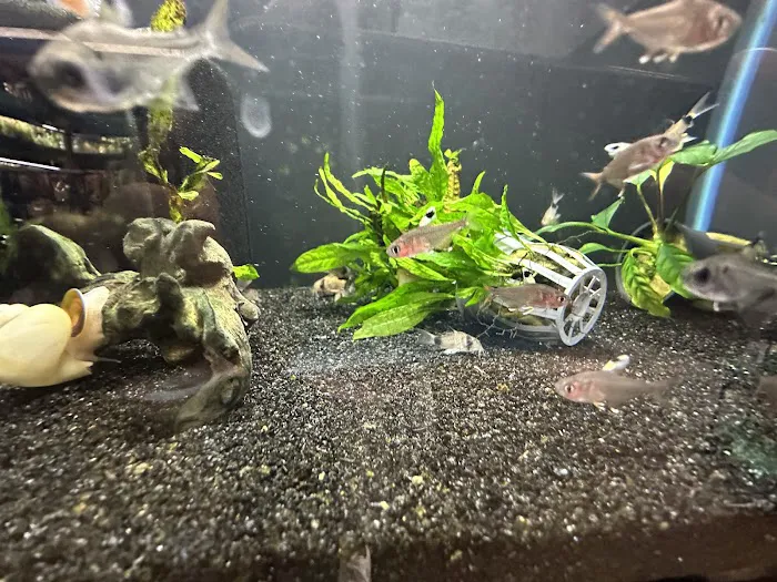 Heeeere Fishy Fishy Picture 4