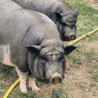 Wrightstown Veterinary Clinic ico