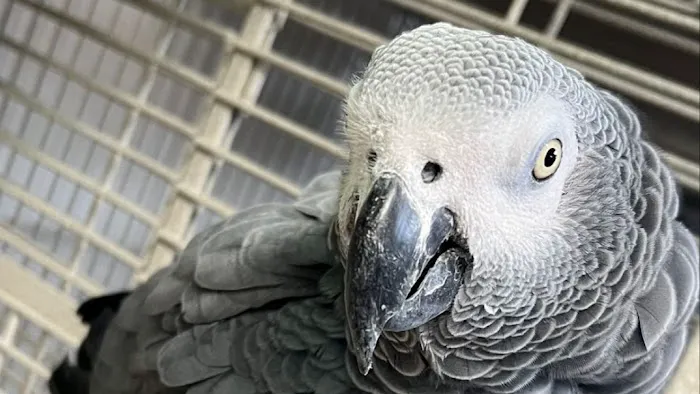 Cheech Exotic Pets Picture 10