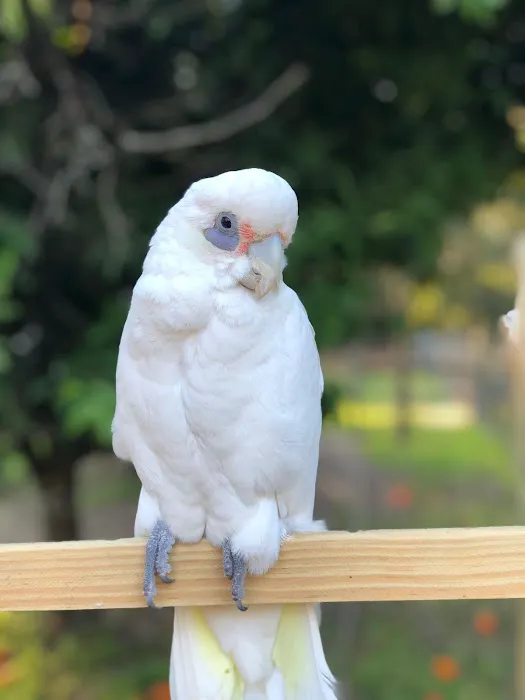 Cheech Exotic Pets Picture 1