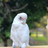 Cheech Exotic Pets ico