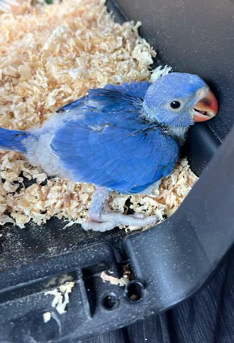 Cheech Exotic Pets Picture 9