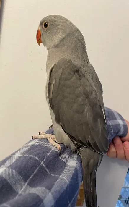 Cheech Exotic Pets Picture 5